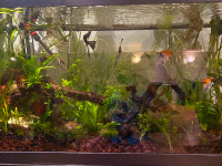 Aquarium plants. Cabomba. Hornwort. Wisteria. Java moss