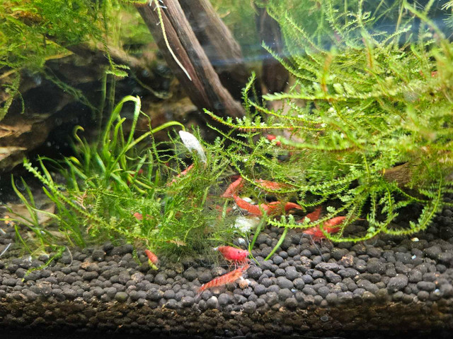 Red Cherry Shrimps dans Poissons à adopter  à Laval/Rive Nord - Image 3