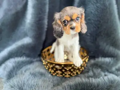 Cavalier King Charles Spaniel Puppy  , View more