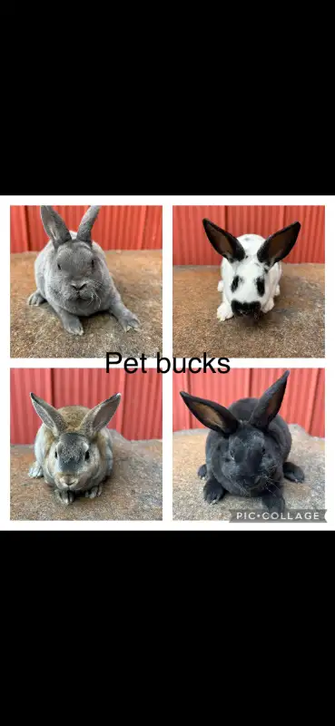 Extraodinaires! Bébés lapins mini rex baby bunny rabbits in Small Animals for Rehoming in City of Montréal - Image 3