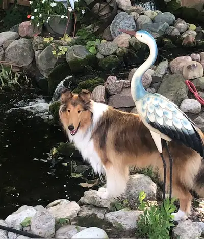 Stunning CKC Rough Collie Puppies, View more