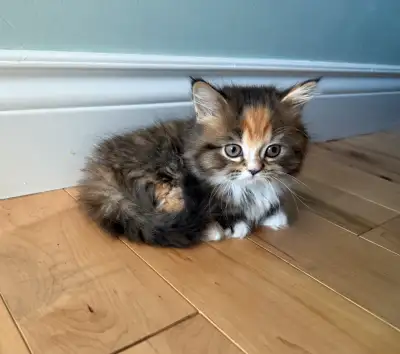 Maincoon Munchkin (Ready to go home), View more
