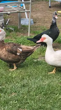 7 Muscovy ducks