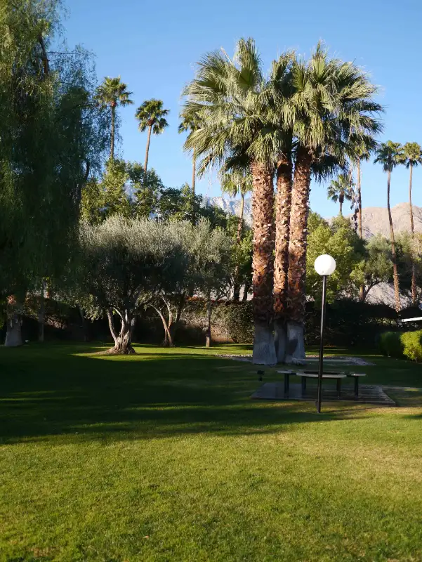 "Sunny Side Up" in Palm Springs California in California in Canada - Image 4