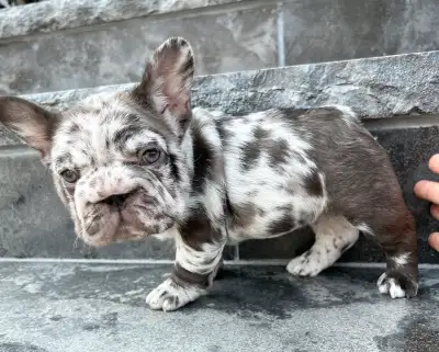 French Bulldog Female, View more