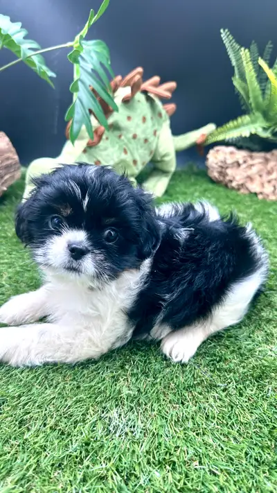 Shih-tzu disponible femelle, View more