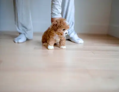 Teddy bear poodle , View more