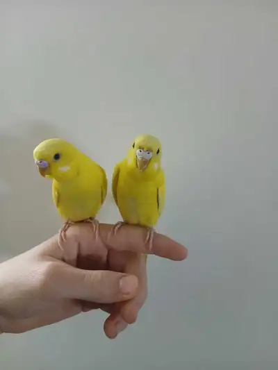 2 hand tame budgies with big cage, View more