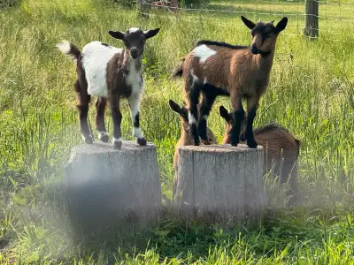 4 female fainting goats, View more