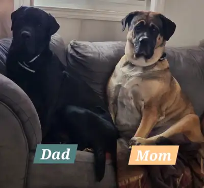 Mastiff Labrador Puppies, View more