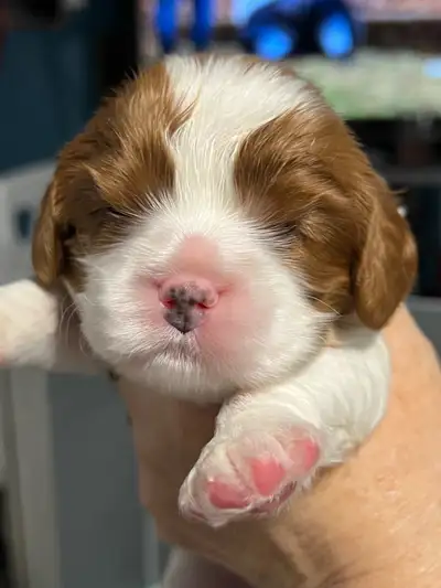 I have a litter of five female Cavalier King Charles Spaniel puppies. Tri pups shown are available a...
