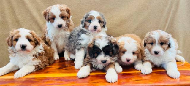 Aussiedoodles in Dogs & Puppies for Rehoming in Lethbridge