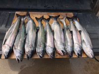Georgian Bay Salmon / Trout Fishing