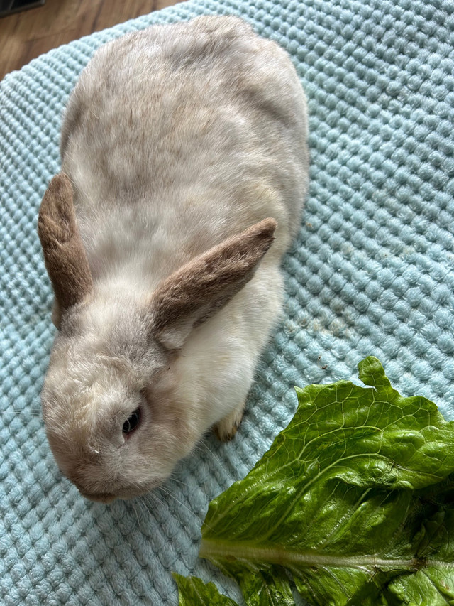 Holland Lop in Small Animals for Rehoming in Peterborough - Image 4