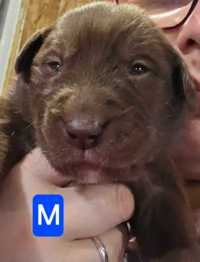 chiot labrador x, View more