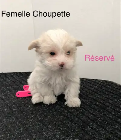 shih Stu croisé Yorkshire Biever, View more