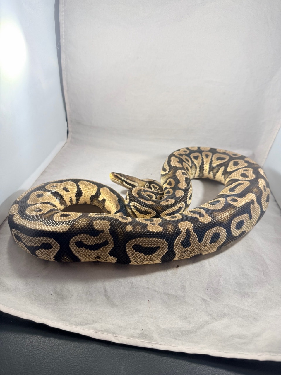 Ball python will trade | Reptiles & Amphibians for Rehoming | Oshawa ...