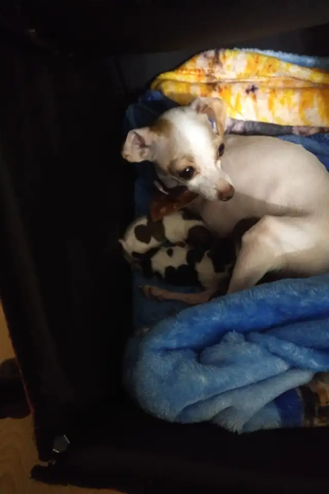Très petits chihuahuas X minpin in Dogs & Puppies for Rehoming in Longueuil / South Shore - Image 11