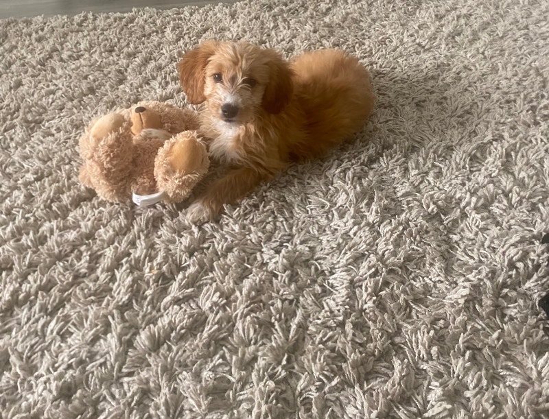 Cute beagle breed for sale Dogs & Puppies for Rehoming London Kijiji