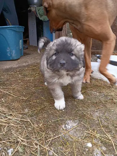 Father is Great. Pyrenees mother is Caucasian Shepherd working dogs. Both parents on site farm dogs....