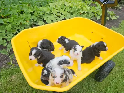 Australian Shepherd Puppies, View more