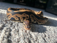 Juvenile male ball python