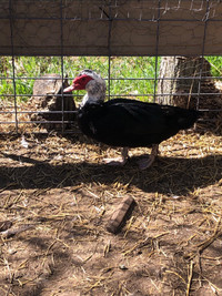 2 Muscovy Drakes for sale (pending sale)