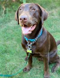 Looking to re-home 2 year old chocolate Labrador retriever