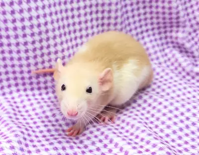 rat de fantaisie, elevage ethique, rat rex, velour, dumbo, View more