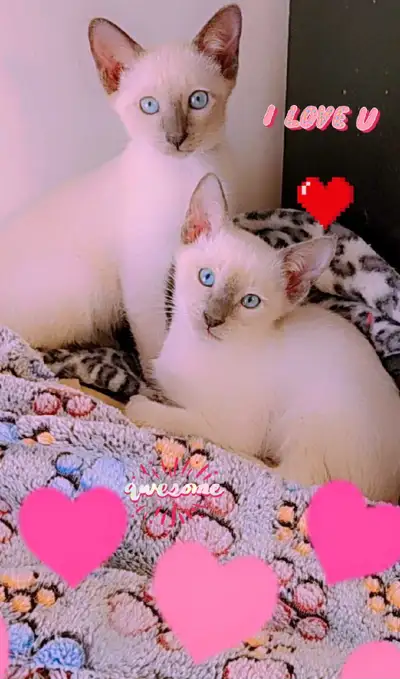 ♀️♂️Sublimes Chatons Siamois Vaccinés♡Siamese Kittens Vaccinated, View more