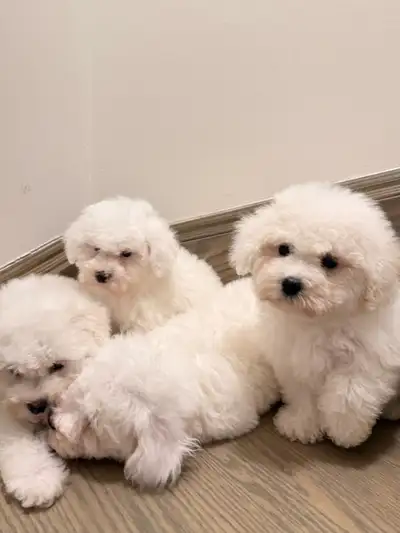 Bichon puppies, View more