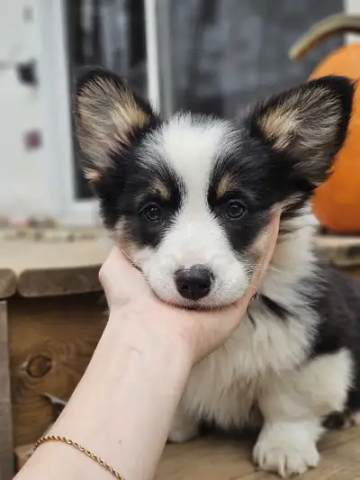 Corgi & kittens, View more