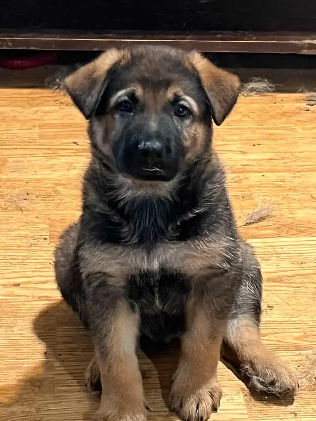 GERMAN SHEPHERD PUPPIES PURE BREED READY to go in Dogs & Puppies for Rehoming in St. Catharines - Image 3