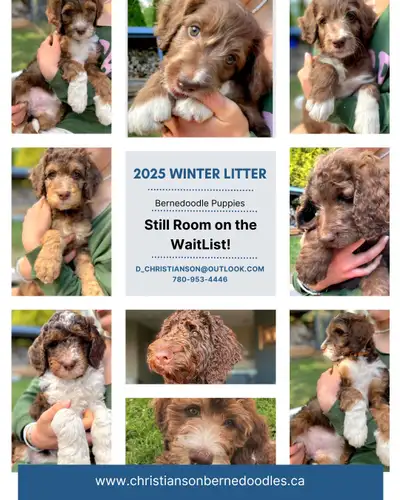 Bernedoodle Puppies (Standard Size), View more