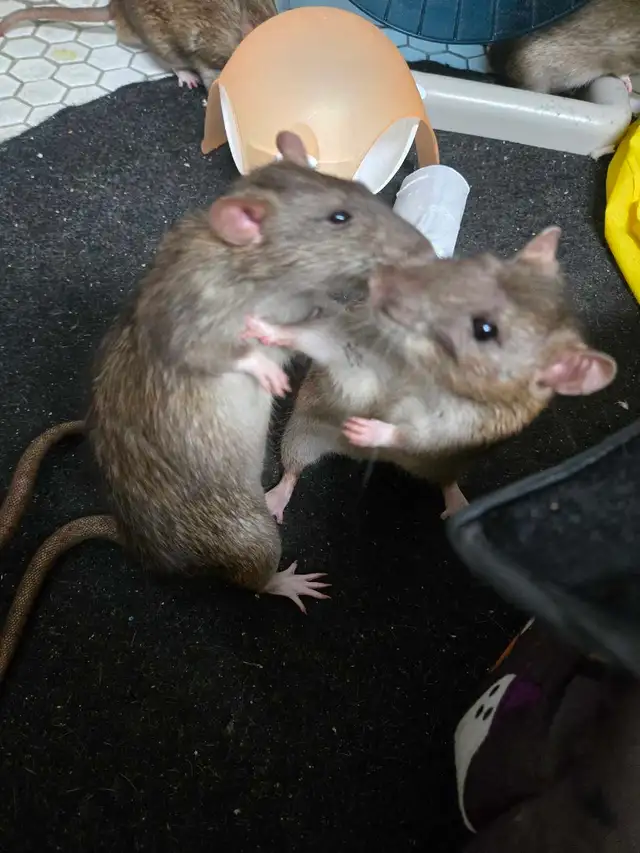 Lovely Male Rats free for Adoption in Small Animals for Rehoming in Mississauga / Peel Region - Image 10