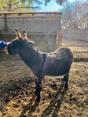 dwarf donkey for sale ontario