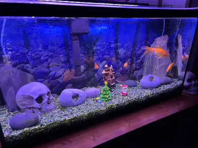 Fish and Fish tanks plus extras, View more
