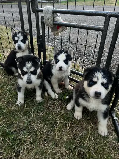 Purebred Siberian Husky Puppies For Sale, View more