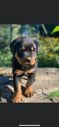 Rottweiler Adoptez Des Chiens Et Chiots Dans Quebec Petites Annonces De Kijiji