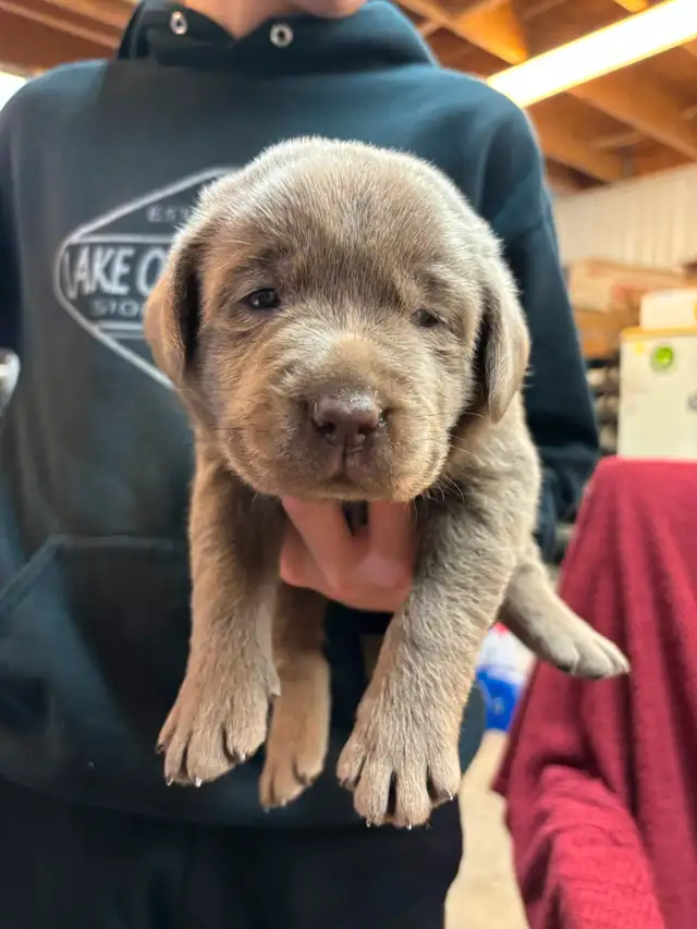 Labrador Retriever puppies looking for homes! in Dogs & Puppies for Rehoming in Bedford - Image 10
