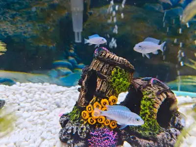Mbuna African Cichlids for sale They're about 3 months old Very healthy Selling for $5 each or 5 for...