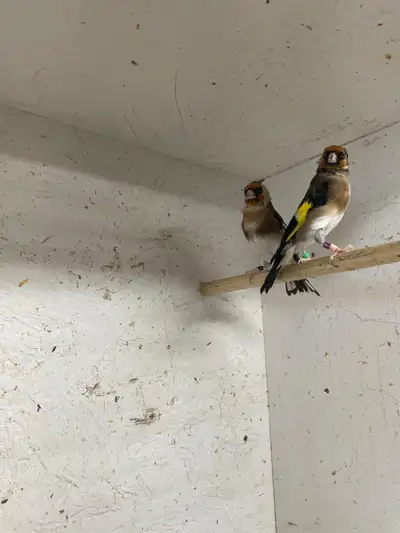 European goldfinches & canaries 