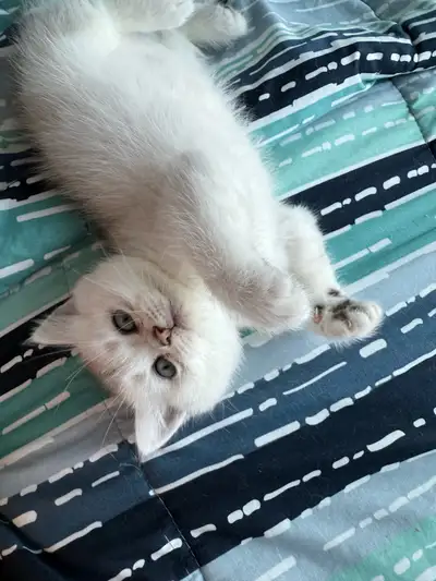 Scottish Fold–British Mix Kittens, View more