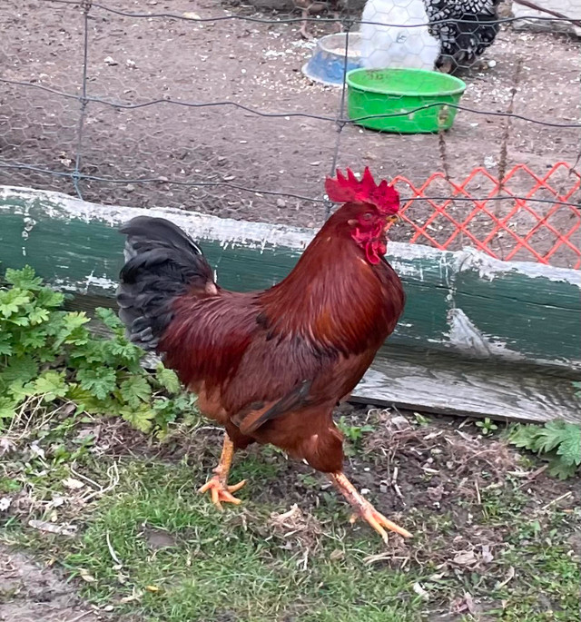 Rooster For Sale in Livestock in Oshawa / Durham Region