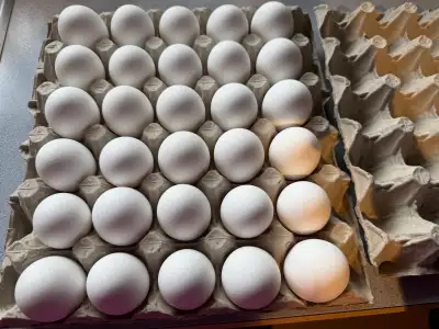 white eggs, View more