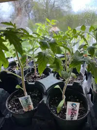 Tomato and Pepper Plants