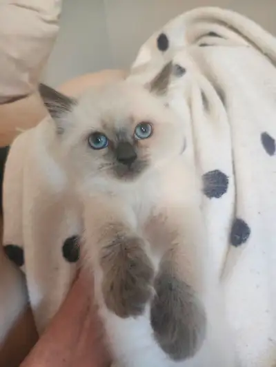 Ragdoll Kittens, View more