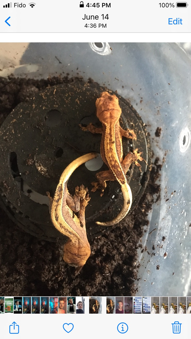 Crested geckos in Garage Sales in Calgary - Image 2