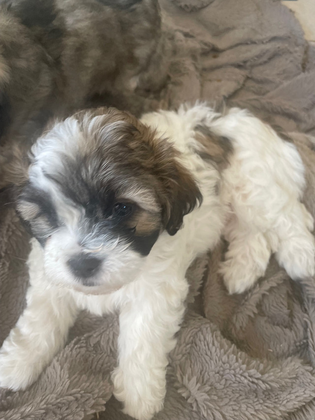 1 puppy for Sale-$1000.00 in Dogs & Puppies for Rehoming in Leamington - Image 4