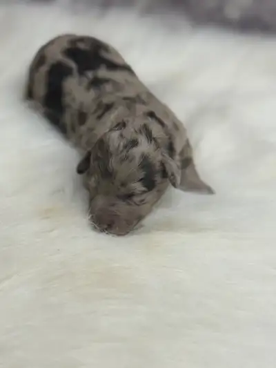 Havanese x poodle, View more